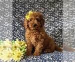 Small Photo #1 Cavapoo Puppy For Sale in NEW PROVIDENCE, PA, USA