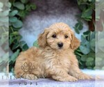Small #2 Cavachon-Poodle (Miniature) Mix