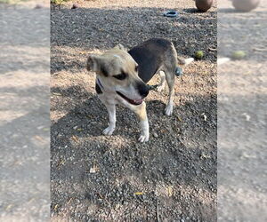 Mutt Dogs for adoption in Elmsford, NY, USA