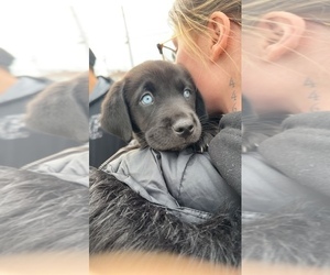 Sheprador Puppy for sale in SALEM, NH, USA