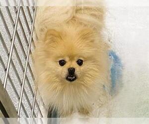 Pomeranian Dogs for adoption in Orange, CA, USA
