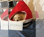 Small Photo #20 Golden Retriever Puppy For Sale in KENOVA, WV, USA