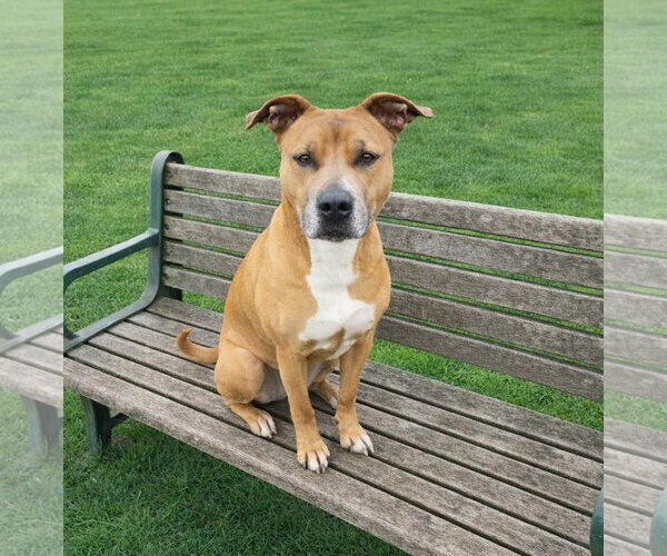 Medium Photo #1 Mutt Puppy For Sale in Unionville, PA, USA