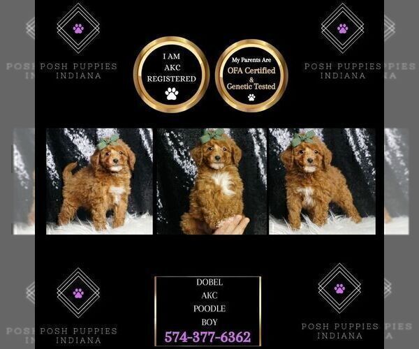 Medium Photo #2 Poodle (Toy) Puppy For Sale in WARSAW, IN, USA
