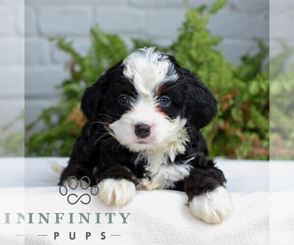 Medium Photo #3 Bernedoodle (Miniature) Puppy For Sale in LITITZ, PA, USA