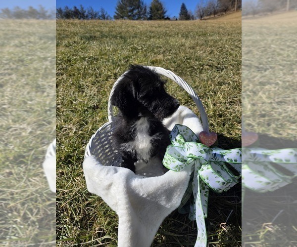 Medium Photo #2 Anatolian Shepherd-Sheepadoodle Mix Puppy For Sale in ALEXANDER, NC, USA