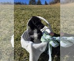 Small #1 Anatolian Shepherd-Sheepadoodle Mix