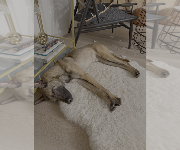 Medium Photo #2 Mutt Puppy For Sale in Imlay City, MI, USA