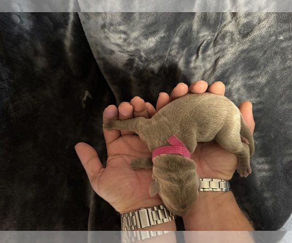Medium Photo #6 Labrador Retriever Puppy For Sale in MODESTO, CA, USA