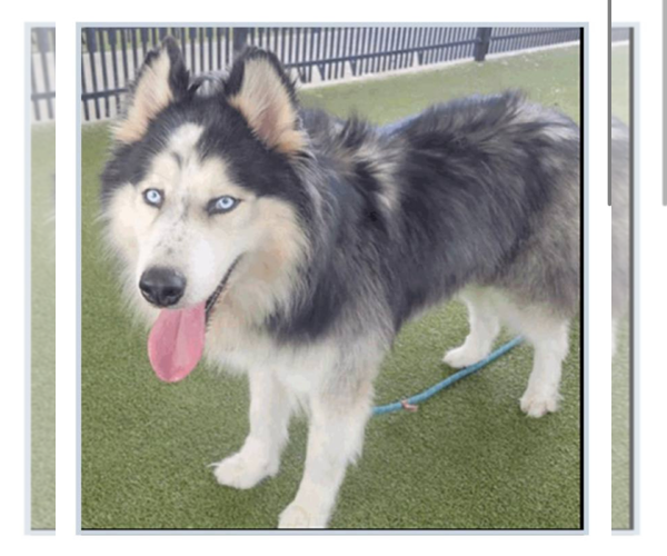 Medium Photo #2 Siberian Husky Puppy For Sale in Carrollton, TX, USA