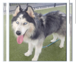 Small #1 Siberian Husky