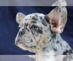 Small Photo #5 French Bulldog Puppy For Sale in GALENA, NV, USA