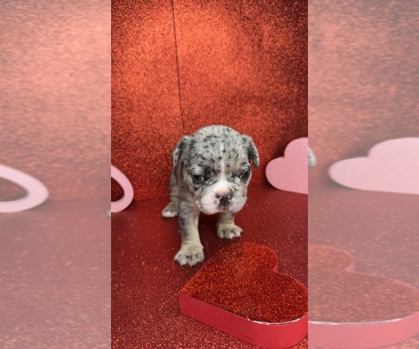 Medium Photo #1 French Bulldog Puppy For Sale in MILWAUKEE, WI, USA