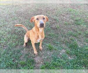 Golden Retriever-Unknown Mix Dogs for adoption in Grovetown, GA, USA