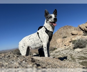 Mother of the Australian Cattle Dog puppies born on 03/21/2024