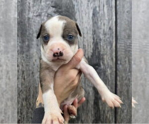 American Pit Bull Terrier-Catahoula Leopard Dog Mix Dogs for adoption in Frankenmuth, MI, USA