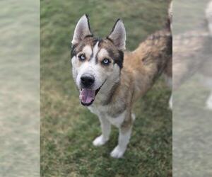 Huskies -Unknown Mix Dogs for adoption in Temple, TX, USA