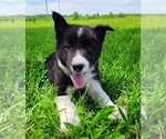 Puppy Giligan Border Collie