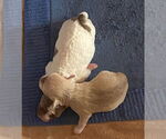 Small #11 Mutt