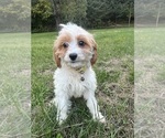 Small #34 Cavapoo-Poodle (Miniature) Mix