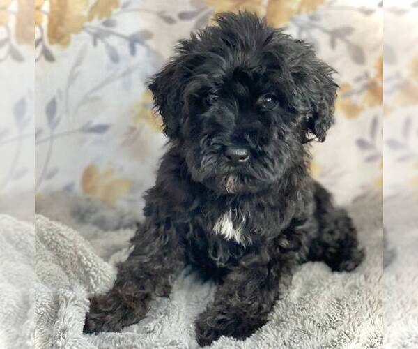 Medium Photo #2 Schnoodle (Miniature) Puppy For Sale in MIDDLESEX, NY, USA