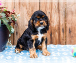 Small #5 Cocker Spaniel