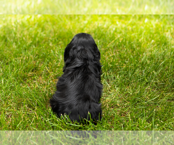 Medium Photo #28 Cocker Spaniel Puppy For Sale in NAPPANEE, IN, USA