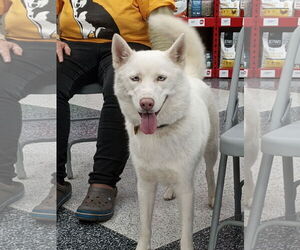 Blossom - Female Siberian Husky Dog for Adoption - Photo #11