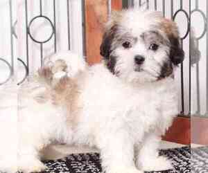 Bichon Frise-Mal-Shi Mix Puppy for sale in NAPLES, FL, USA