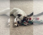 Small #5 American Staffordshire Terrier-Jack Russell Terrier Mix