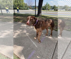 American Bulldog-American Staffordshire Terrier Mix Dogs for adoption in Princeton, MN, USA