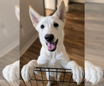 Small #1 Alaskan Husky-German Shepherd Dog Mix
