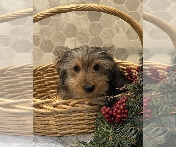 Medium Photo #8 Yorkshire Terrier Puppy For Sale in CANOGA, NY, USA