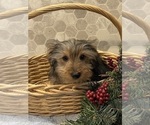 Small Photo #8 Yorkshire Terrier Puppy For Sale in CANOGA, NY, USA