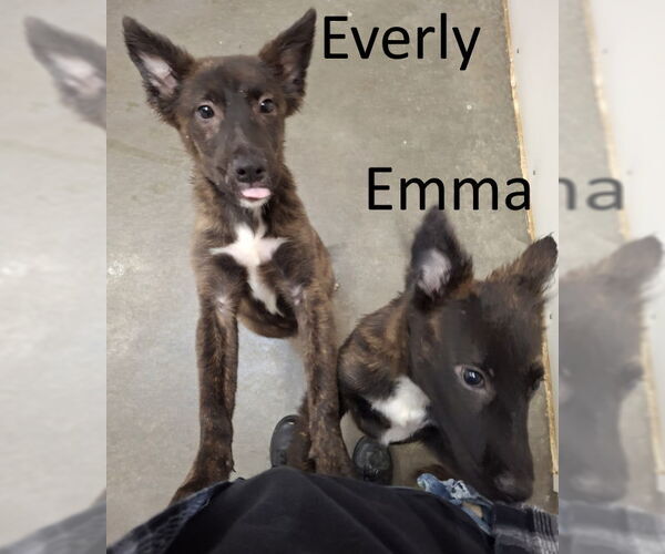 Medium Photo #2 Mutt Puppy For Sale in Mountain View, AR, USA