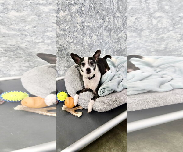 Medium Photo #2 Rat Terrier Puppy For Sale in Estherville, IA, USA