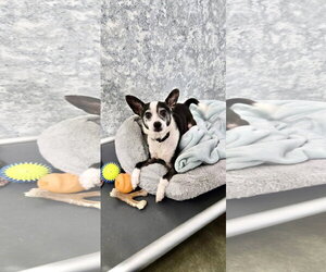 Mario - Male Rat Terrier Dog for Adoption - Photo #2