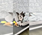 Small Photo #2 Rat Terrier Puppy For Sale in Estherville, IA, USA