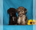 Small #1 Poodle (Miniature)