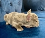 Small #5 French Bulldog