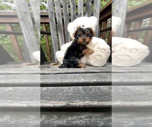 Yorkshire Terrier Puppy for Sale in FENTON, Michigan USA