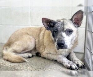 German Shepherd Dog-Unknown Mix Dogs for adoption in Houston, TX, USA