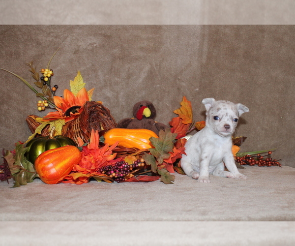 Medium Photo #3 Chihuahua Puppy For Sale in CHARLESTON, AR, USA