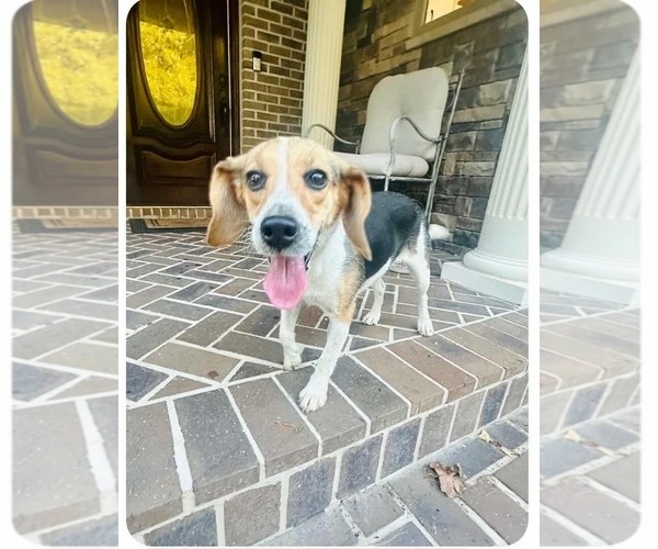 Medium Photo #1 Beagle-Unknown Mix Puppy For Sale in Westwood, NJ, USA