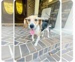 Small Beagle Mix