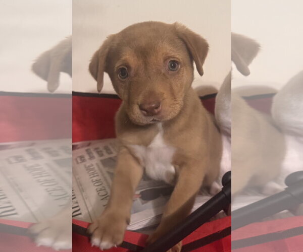 Medium Photo #4 Golden Labrador Puppy For Sale in Pottstown, PA, USA