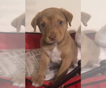 Small #3 Golden Labrador