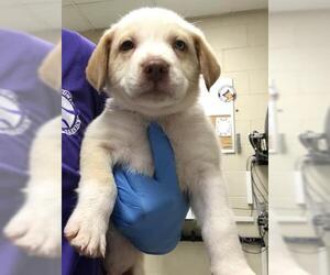 Labrador Retriever-Unknown Mix Dogs for adoption in Conroe, TX, USA