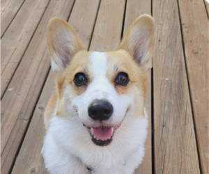 Pembroke Welsh Corgi Dogs for adoption in San Ramon, CA, USA