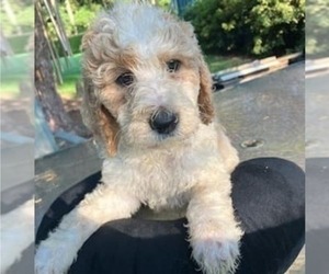 Poodle (Standard) Puppy for sale in VIRGINIA BEACH, VA, USA